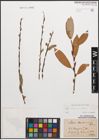 Foto von Salix caprea L. x Salix purpurea L.
